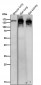 Anti-Ceruloplasmin Rabbit Monoclonal Antibody